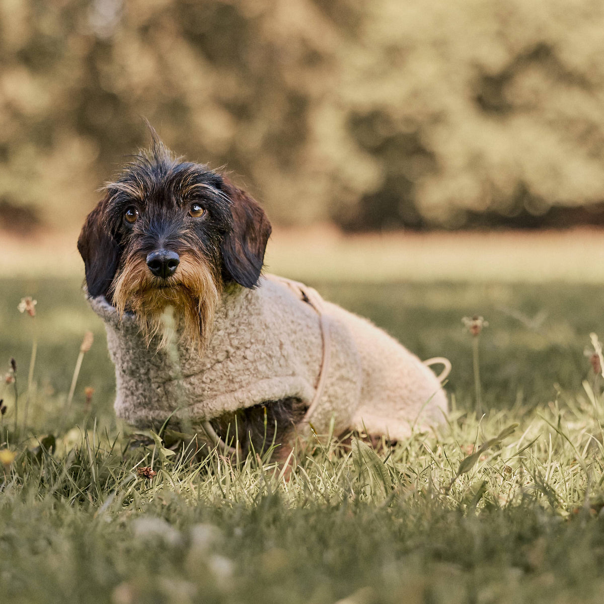 William Walker Manteau polaire douillet pour chien Cozy pour teckel