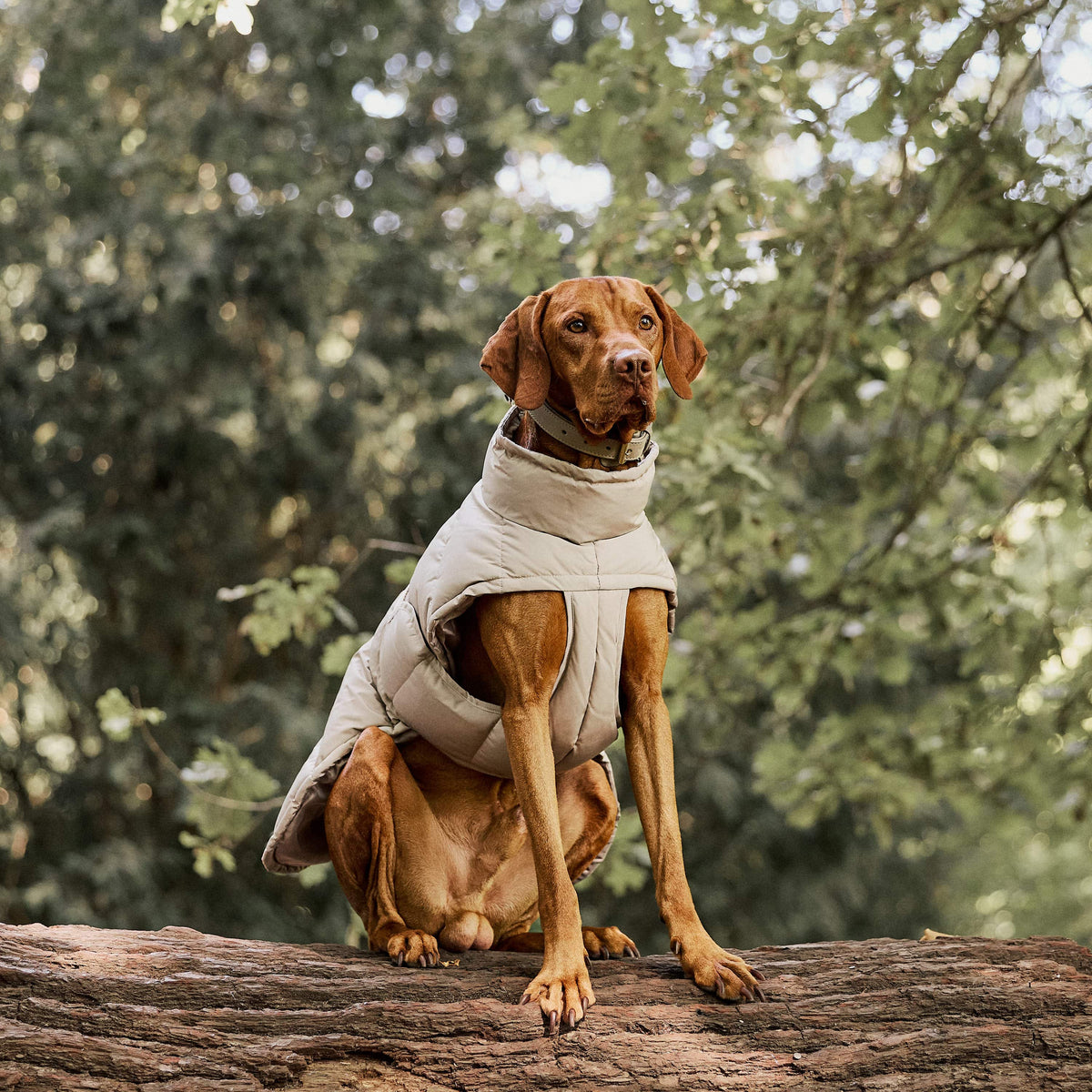 William Walker Manteau d'hiver chaud pour chien Alpine Sand / 1
