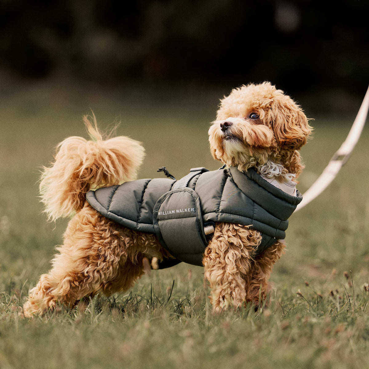 William Walker Manteau d'hiver chaud pour chien Alpine