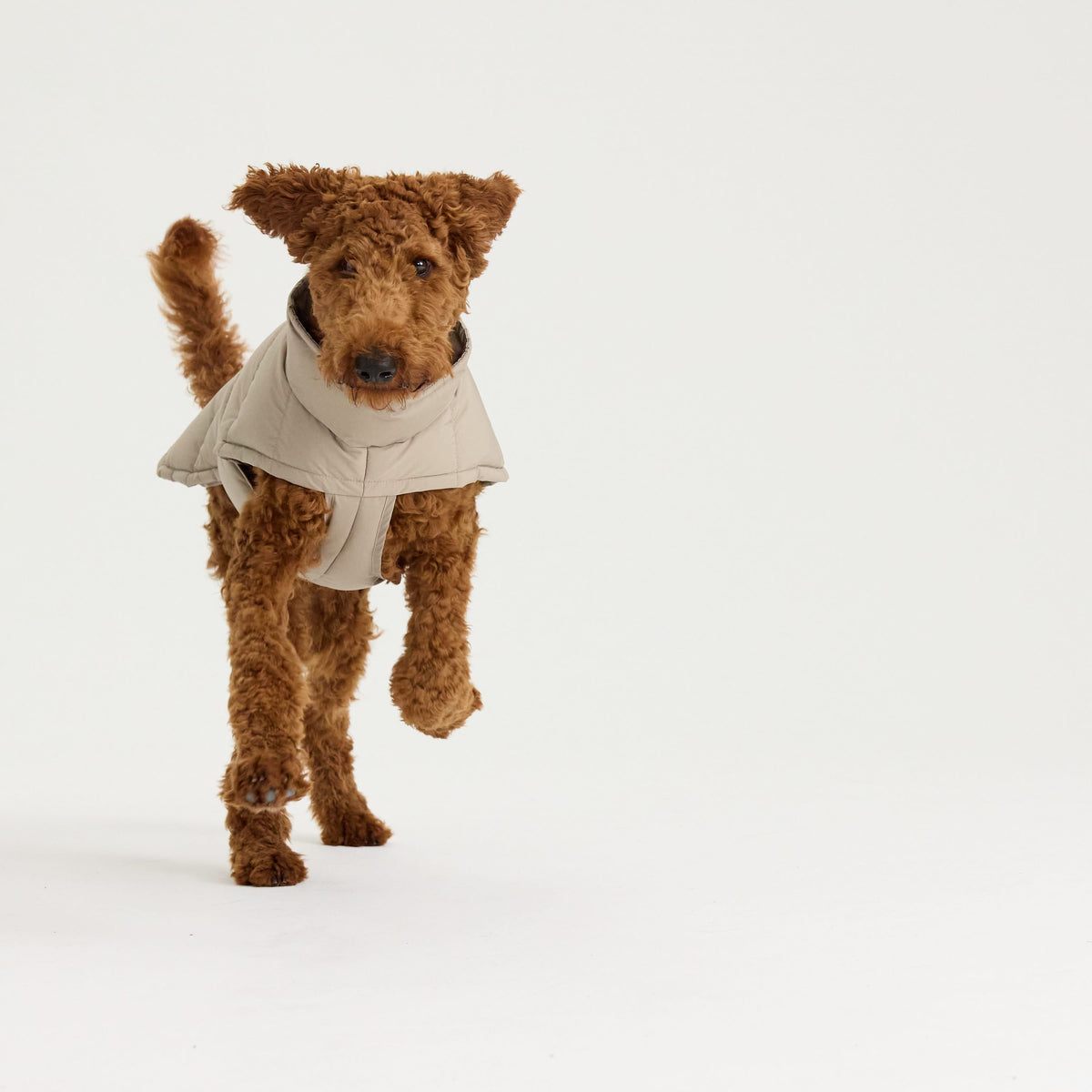 William Walker Manteau d'hiver chaud pour chien Alpine