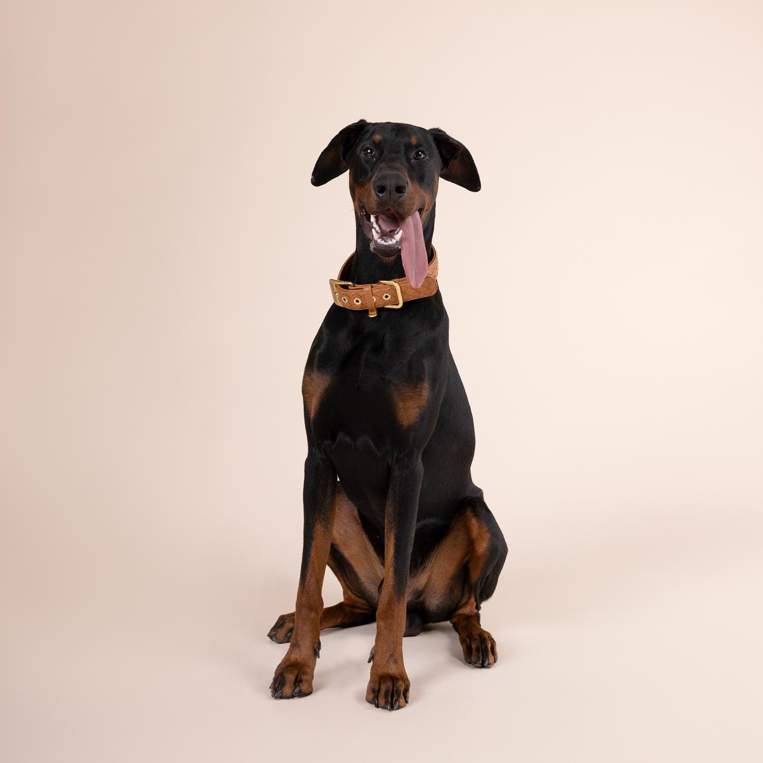 Weaver Sundance Hundehalsband Aus Braunem Leder – Westernstyle Mit Verstellbarer Schnalle