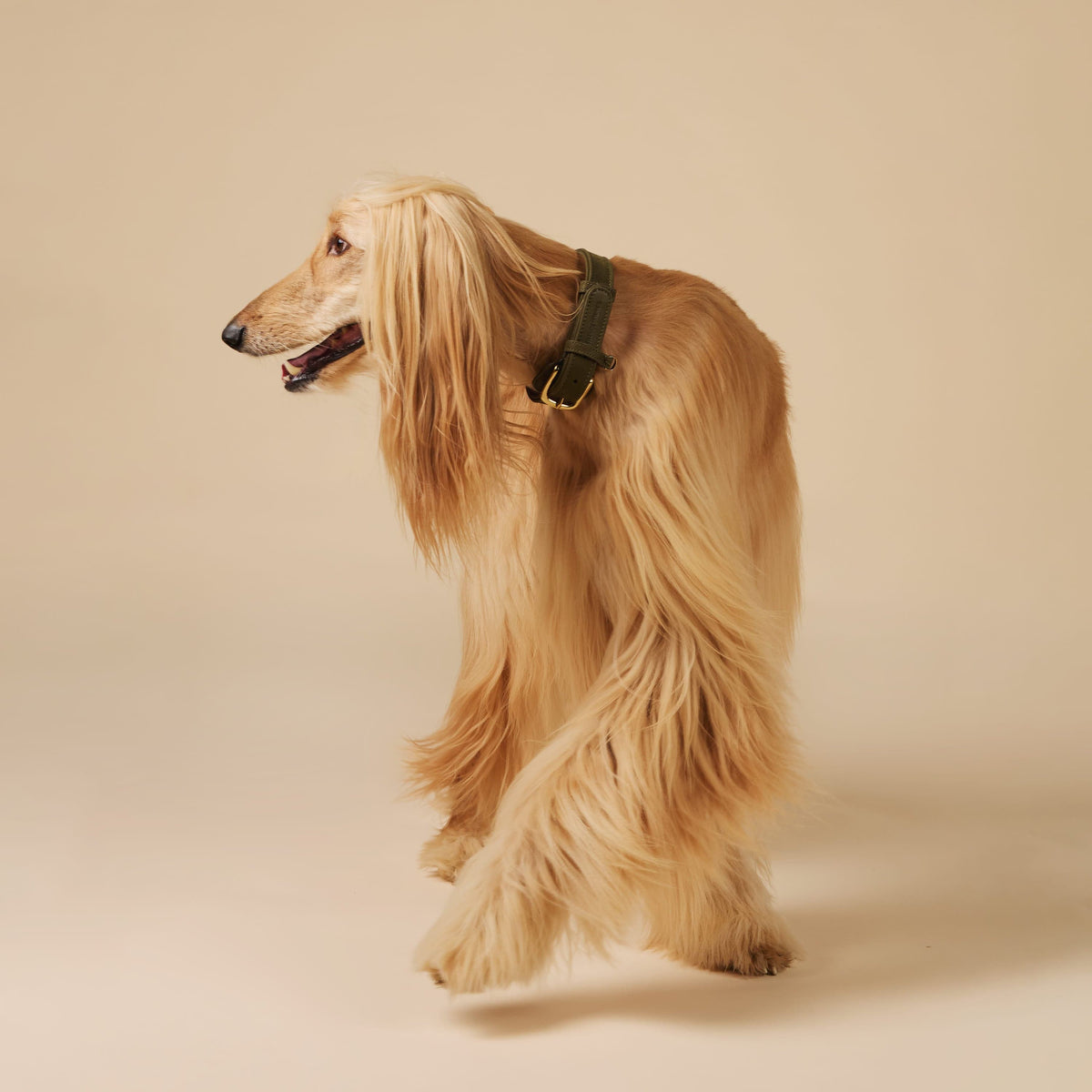 William Walker Hundehalsband aus wasserfestem Nubukleder Pistachio (Grün) / XXS