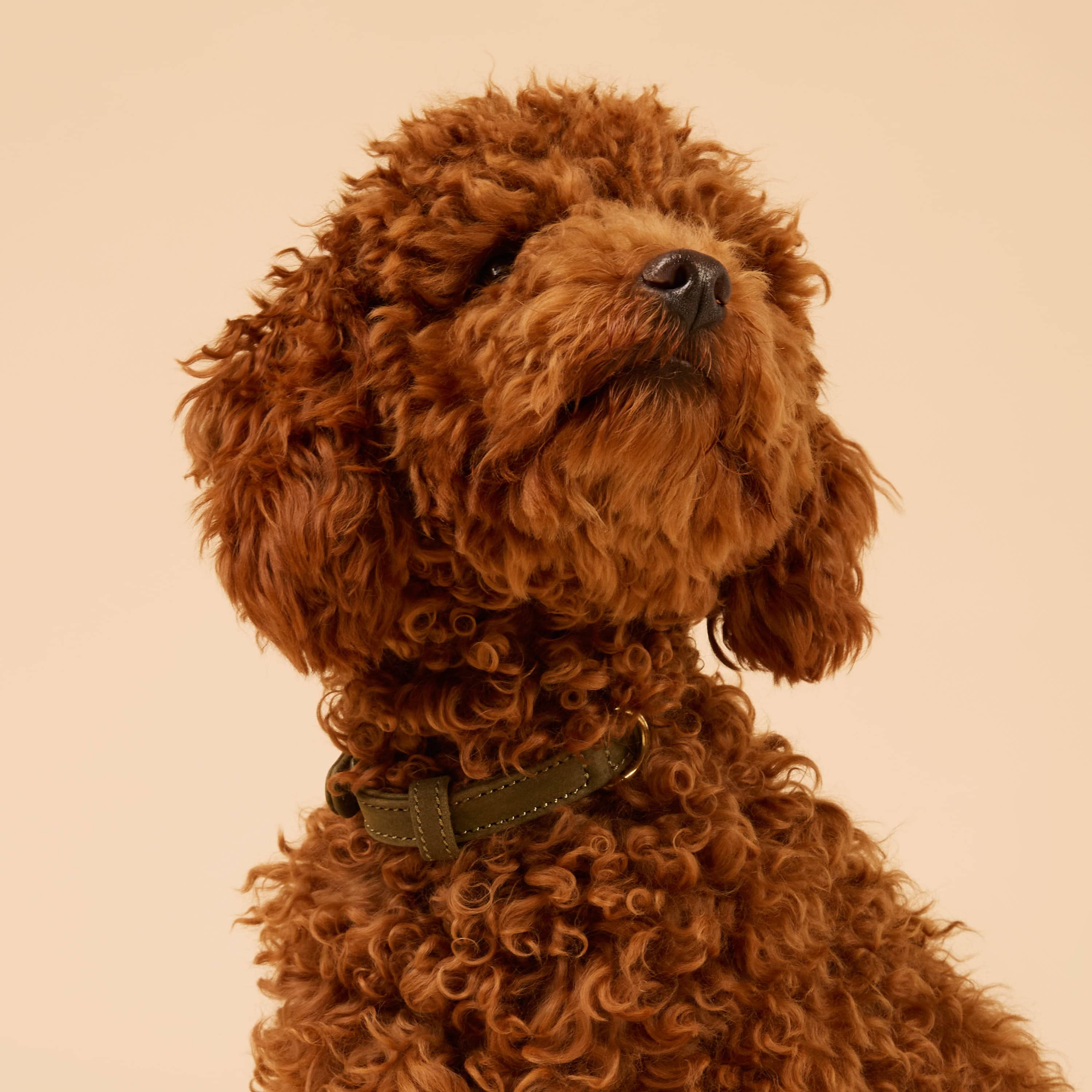 William Walker Hundehalsband aus wasserfestem Nubukleder