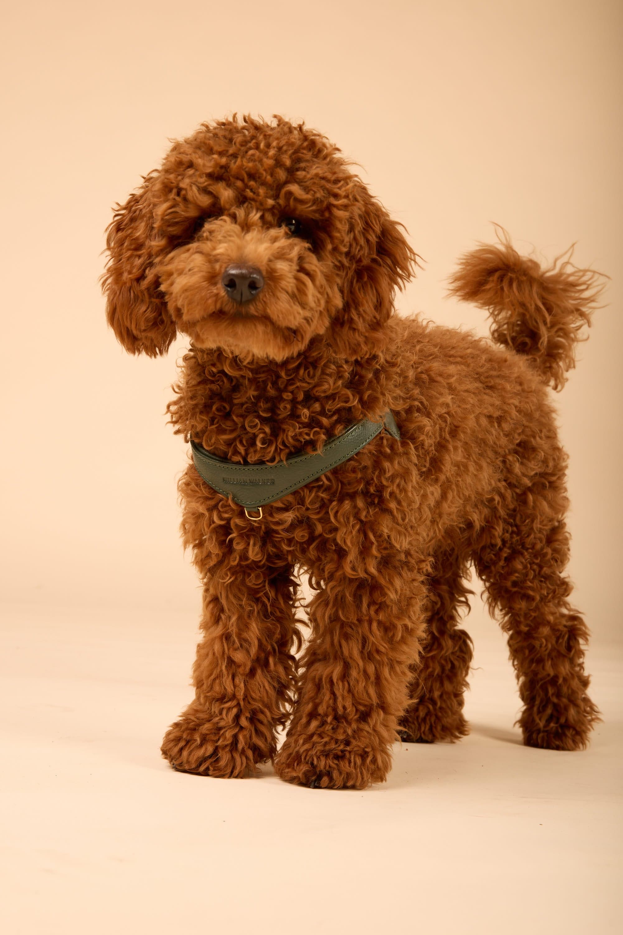 William Walker Step-In Leder Geschirr Pico für kleine Hunde