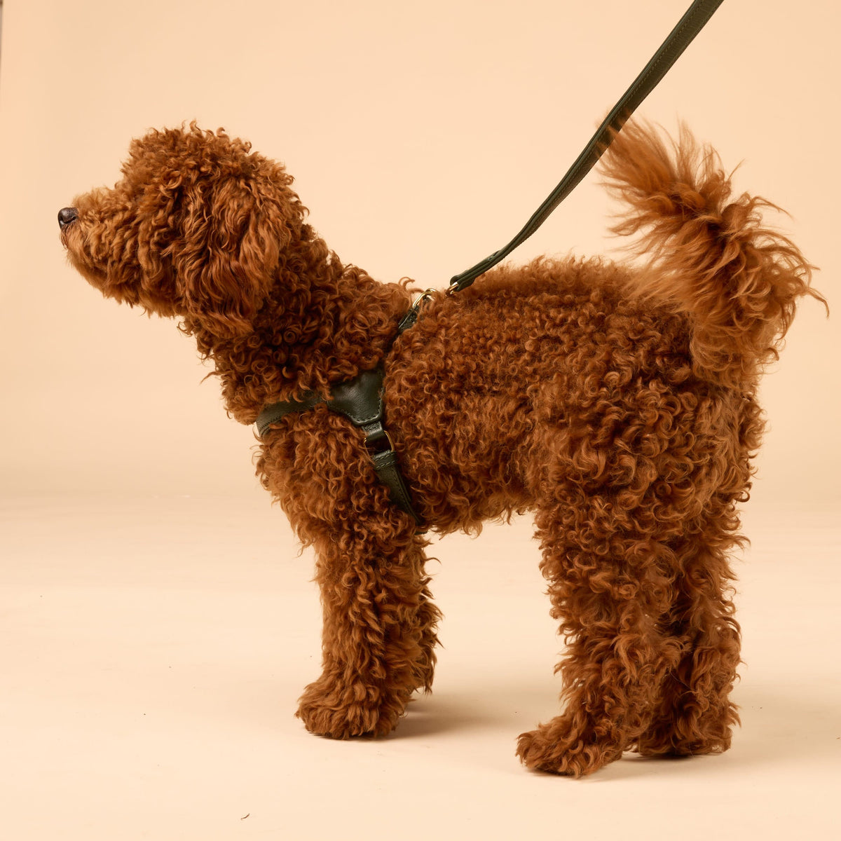 William Walker Step-In Leder Geschirr Pico für kleine Hunde Dark Moss / 1
