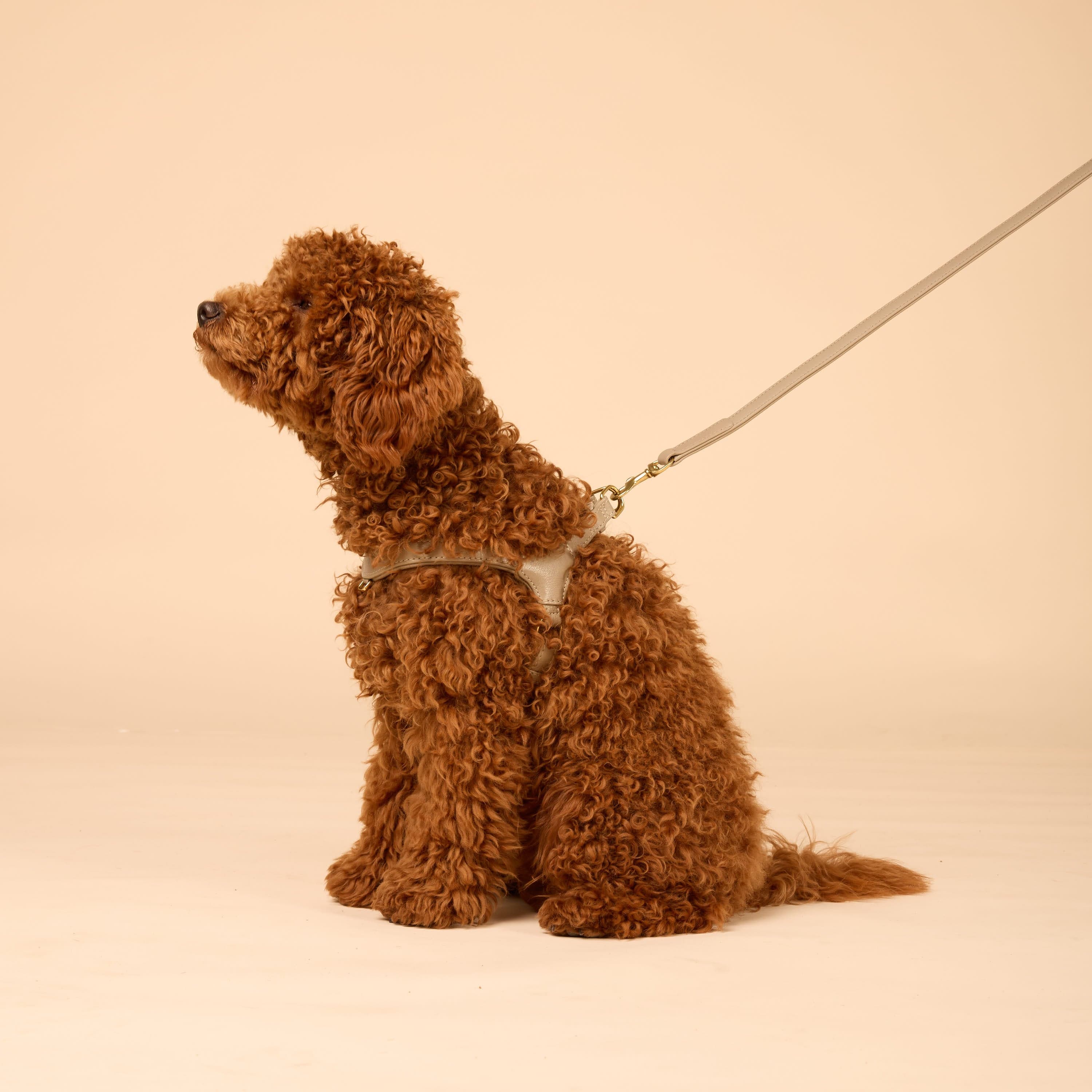 William Walker Step-In Leder Geschirr Pico für kleine Hunde