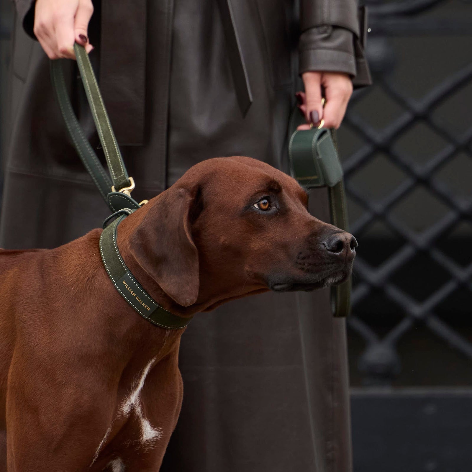 William Walker Hochwertige Wildleder Hundeleine Forest (Grün)