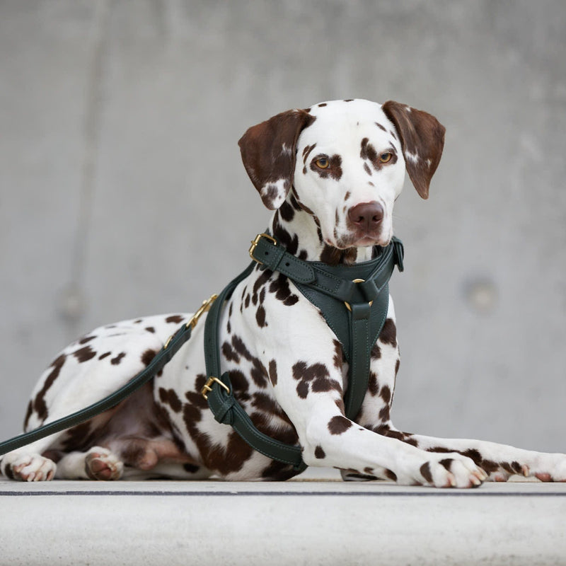 Harnais en cuire forme Y pour chien