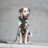 William Walker Leder-Hundegeschirr Dark Moss