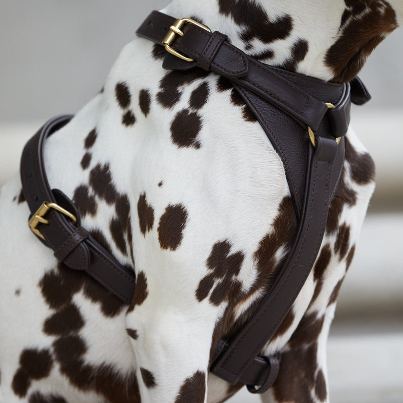 Earth deals dog harness