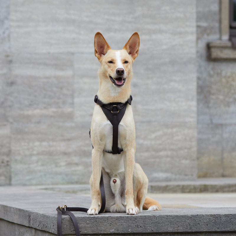 PORTA BOLSAS PARA PERRO DE PIEL 100%