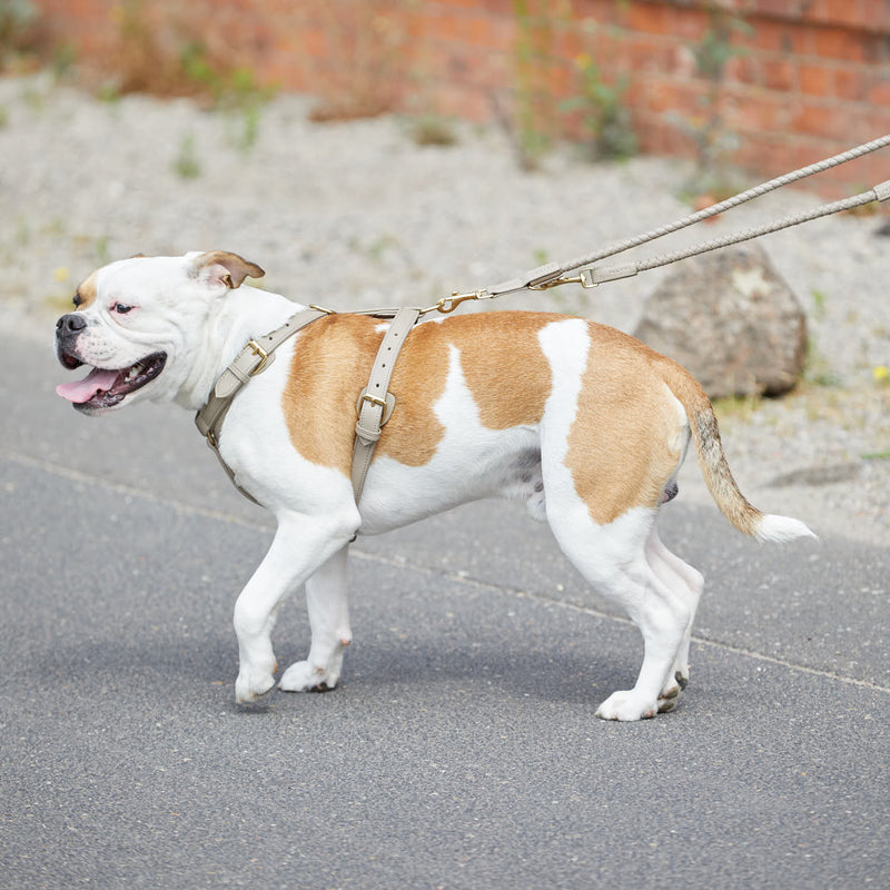 William Walker Leder-Hundegeschirr Sand