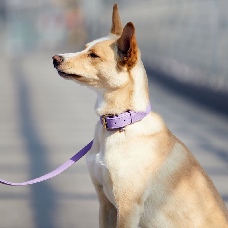 Hundehalsbands Dog collar Collier de chien