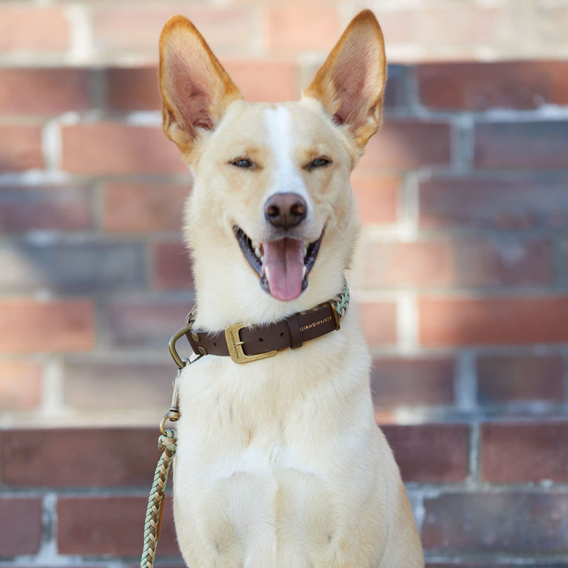 Sommerliches hochwertiges Paracord- und Biothane-Hundehalsband in Braun, Beige und pastellgrün - Verstellbar, robust und ideal für kleine und große Hunde.