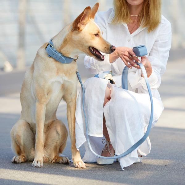 Hochwertiges Echtleder-Hundehalsband mit verstellbarer Leine - Verstellbar, robust und ideal für kleine und große Hunde in hellem Blau / Baby-Blau und mit goldenen Schnallen