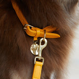 William Walker Hundehalsband Twisted Curry // Limited