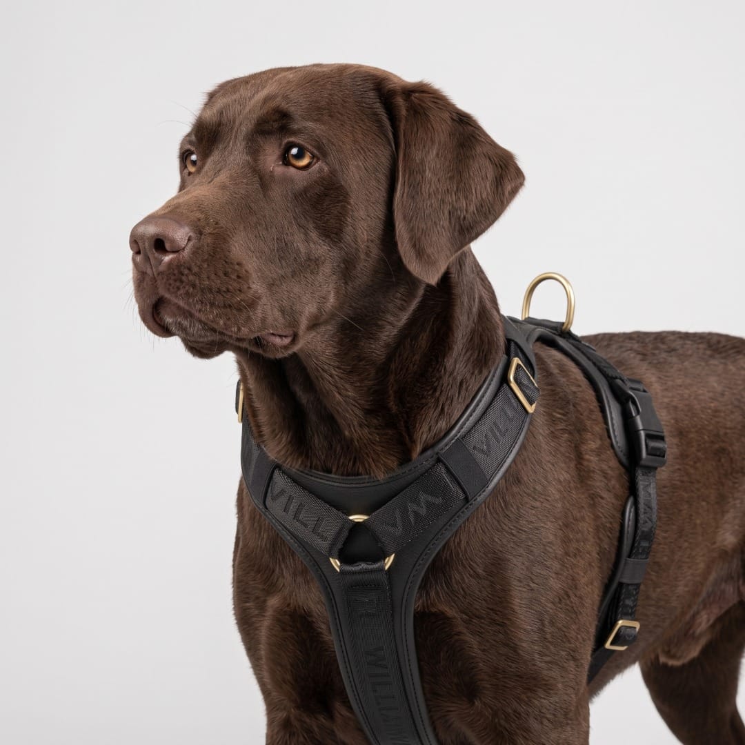 William Walker Hochwertiges Leder Y-Hundegeschirr Plain Noir (schwarz) / XS