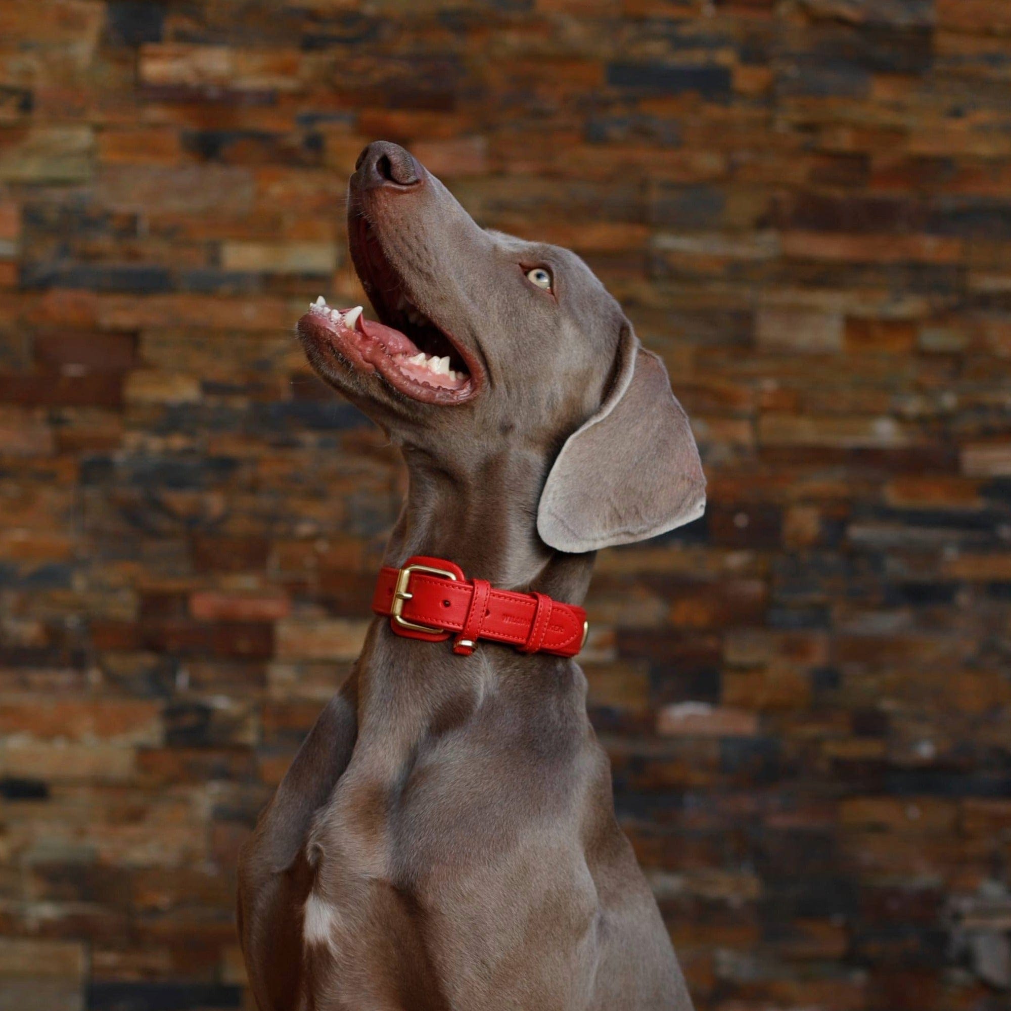 William Walker Leder Hundehalsband Chili (Rot)