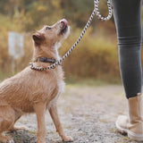 Paracord Biothane Hundehalsband Hanseatic // Limited