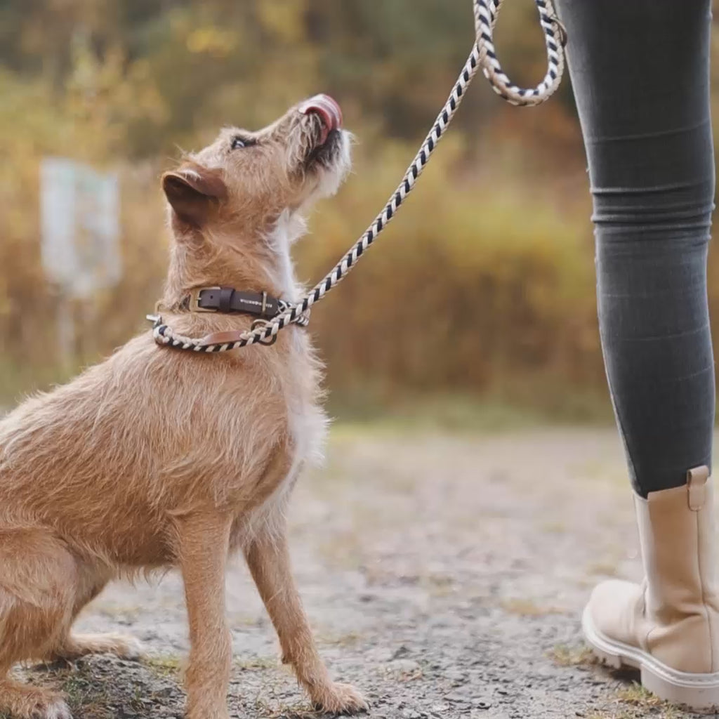Paracord dog leash for sale sale