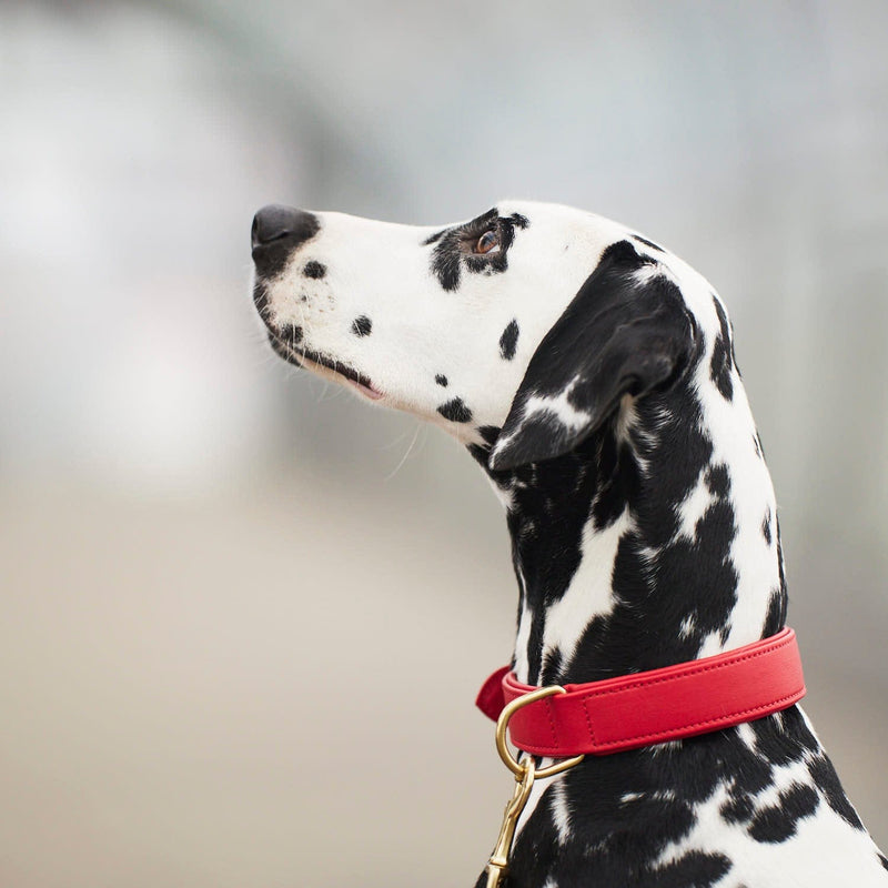 Plain white hotsell dog collar