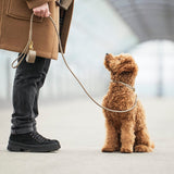 William Walker Hundehalsband Twisted Sand
