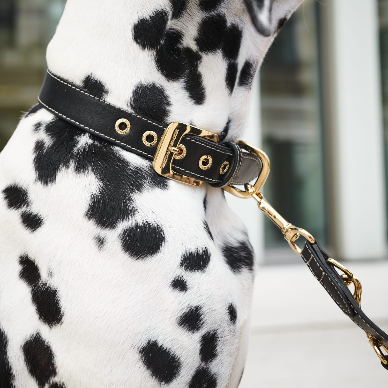 William Walker Hundehalsband Noir