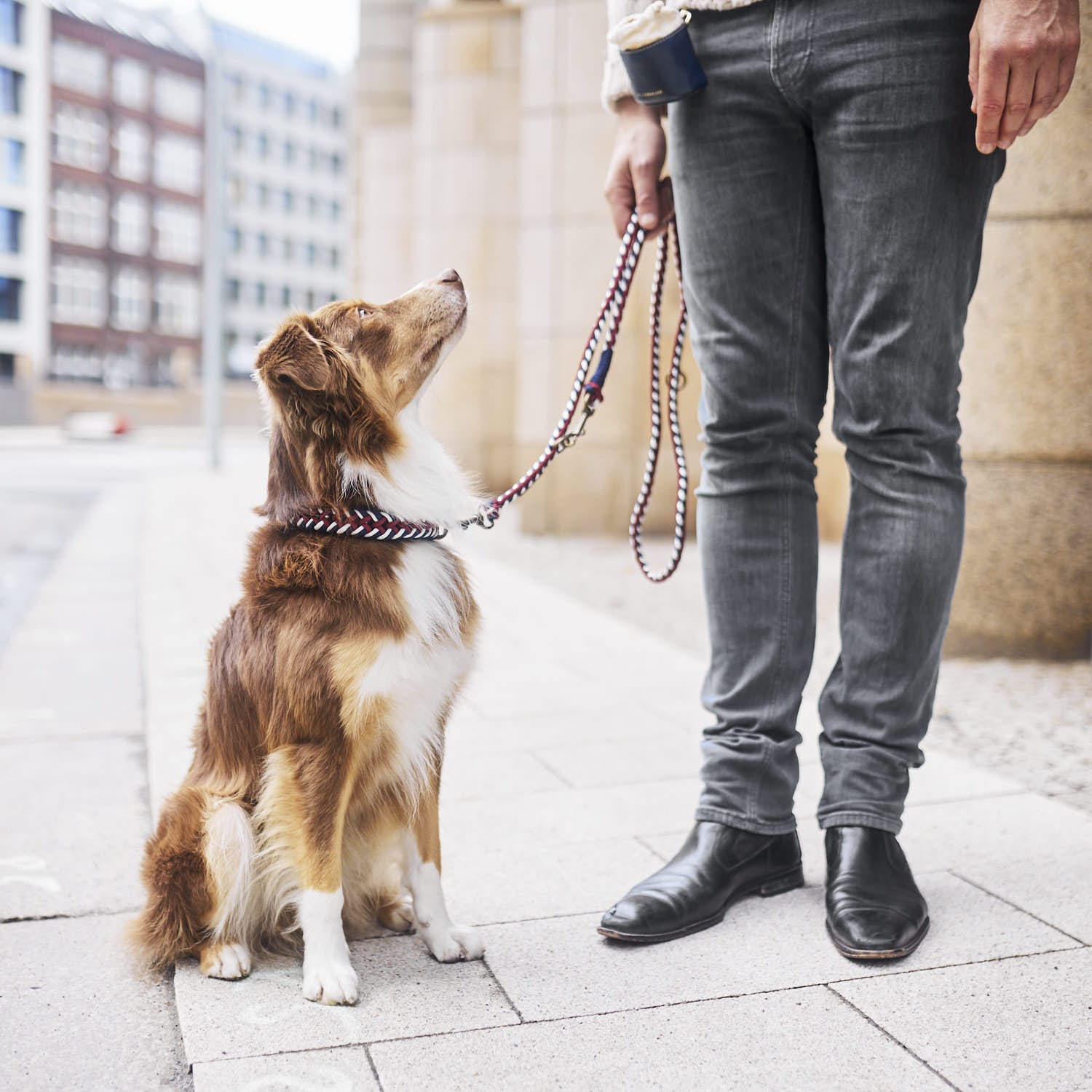 William Walker Paracord Hundehalsband Royal