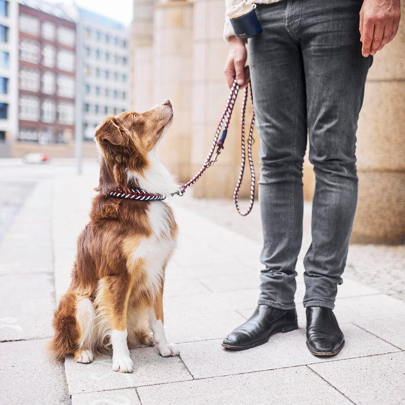 William Walker Dog Collar Royal