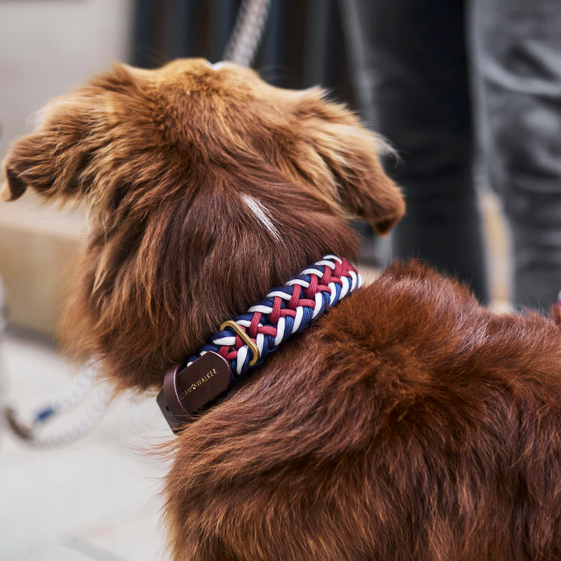 William Walker Paracord Hundehalsband Royal