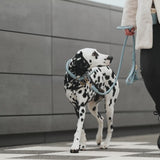 Leder Hundehalsband Twisted Sky (Baby-Blau)