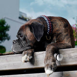 Collare per cani Paracord Royal