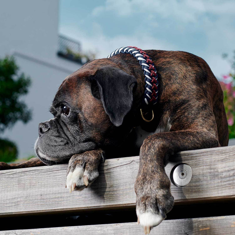 Collare per cani Paracord Royal